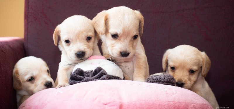 Les chiens peuvent-ils être respectés ?