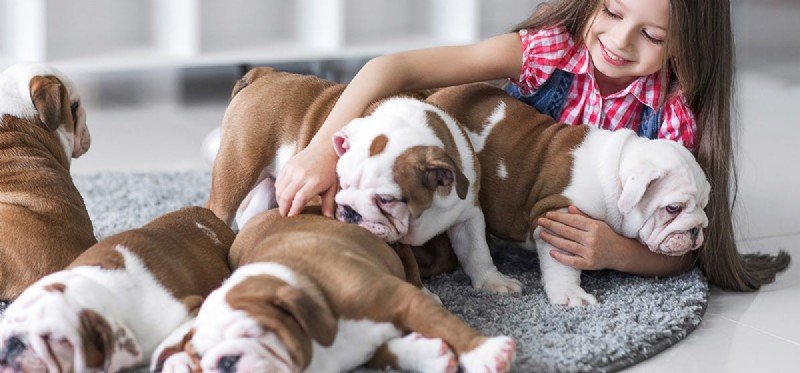 Os cães podem sentir respeito?