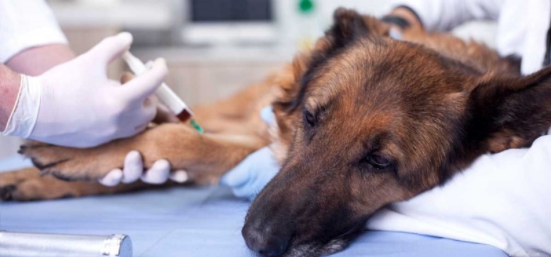 Os cães podem ficar doentes após uma vacina contra a raiva?