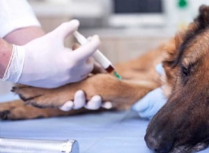 狂犬病の予防接種を受けた後、犬は気分が悪くなることがありますか?