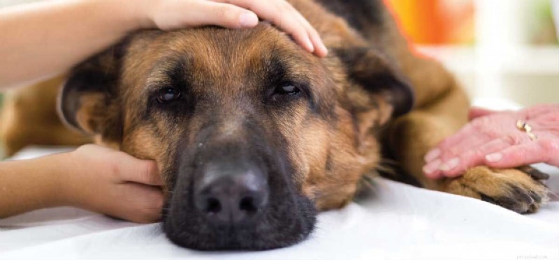 Kunnen honden zich ziek voelen na een rabiësprik?
