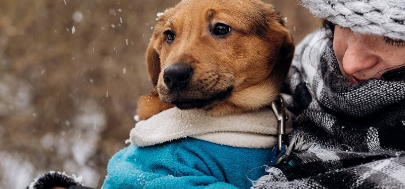 Os cães podem sentir frio?