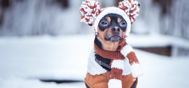 Могут ли собаки чувствовать холод?