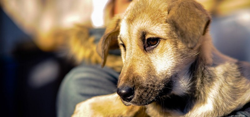 Cítí psi emoce svého majitele?