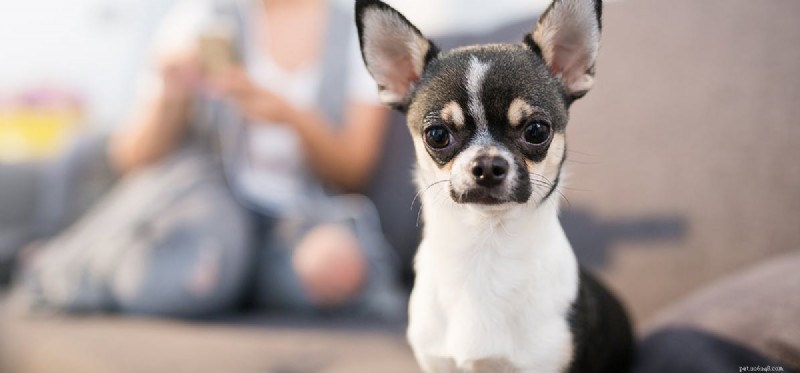 I cani possono provare infelicità?