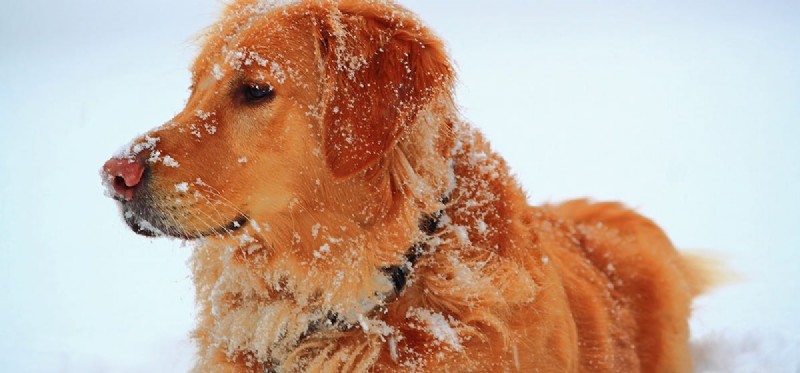 Kunnen honden koude rillingen voelen?
