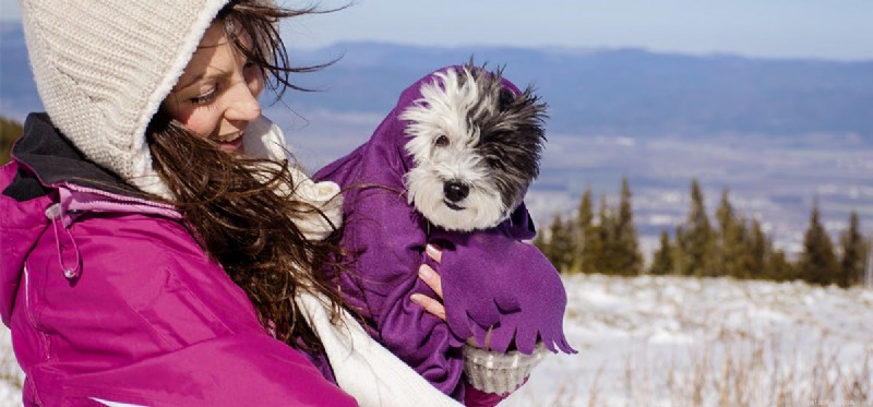 Могут ли собаки чувствовать холод от ветра?