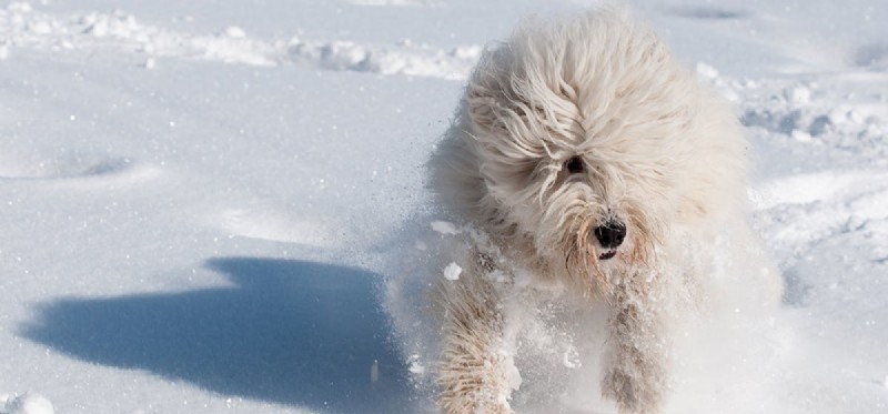 Os cães podem sentir o vento frio?