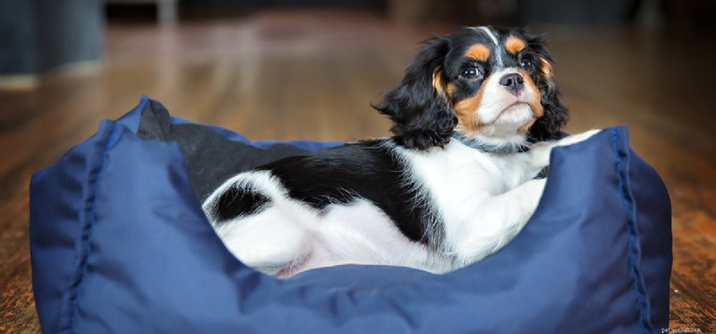 I cani possono trovare le cimici dei letti?