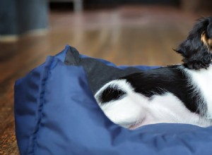 Могут ли собаки найти постельных клопов?