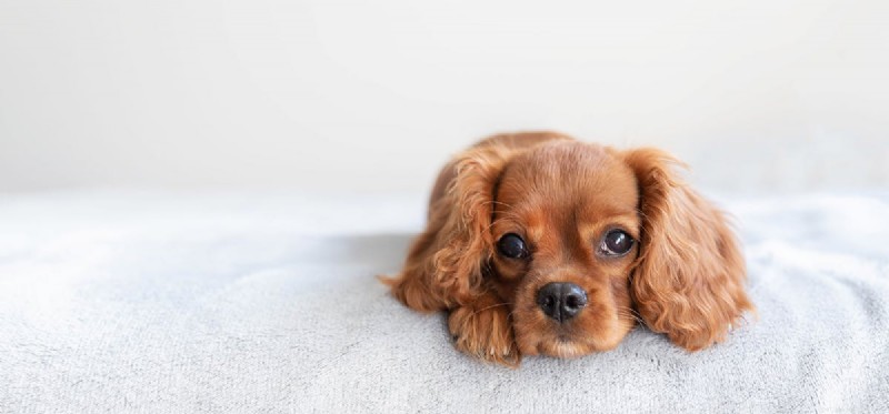 I cani possono trovare le cimici dei letti?
