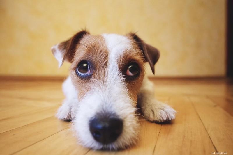 Kan hundar få humörsvängningar?