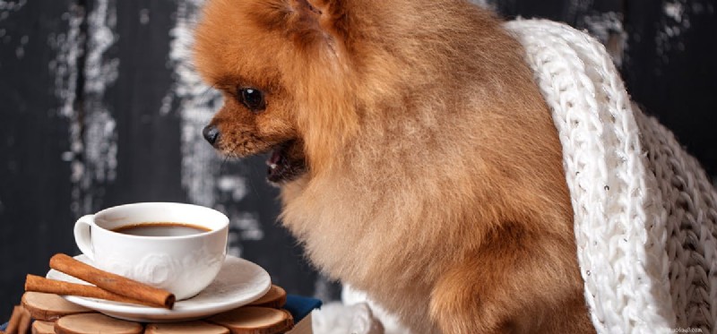 Kunnen honden koffie drinken?