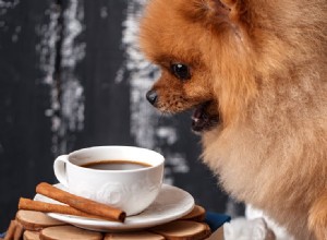 개도 커피를 마실 수 있습니까?