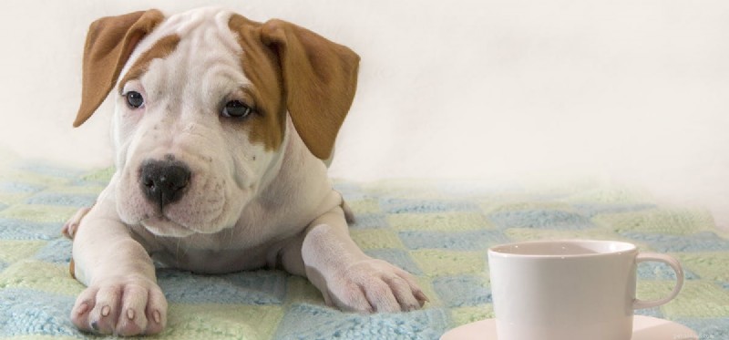Kunnen honden koffie drinken?