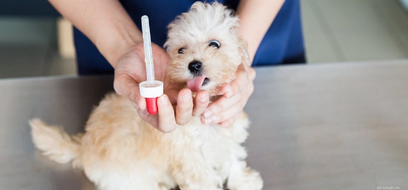 Kan hundar få humanmedicin?