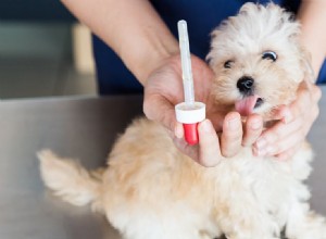 개도 인간의 약을 먹을 수 있습니까?