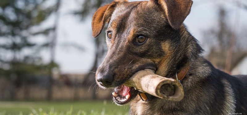 Můžou mít psi žeberní kosti?