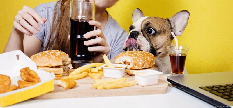 개도 소금을 먹을 수 있습니까?