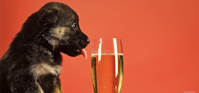 Kunnen honden wijn drinken?