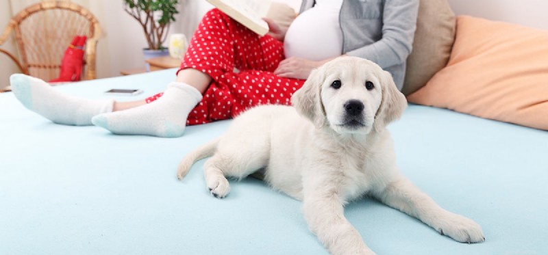개는 태아의 심장 박동을 들을 수 있습니까?