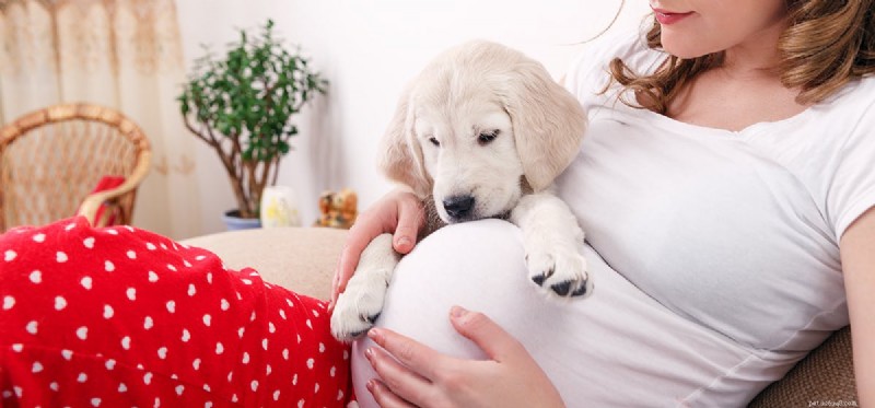 Os cães podem ouvir um batimento cardíaco fetal?