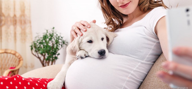 Os cães podem ouvir um batimento cardíaco fetal?