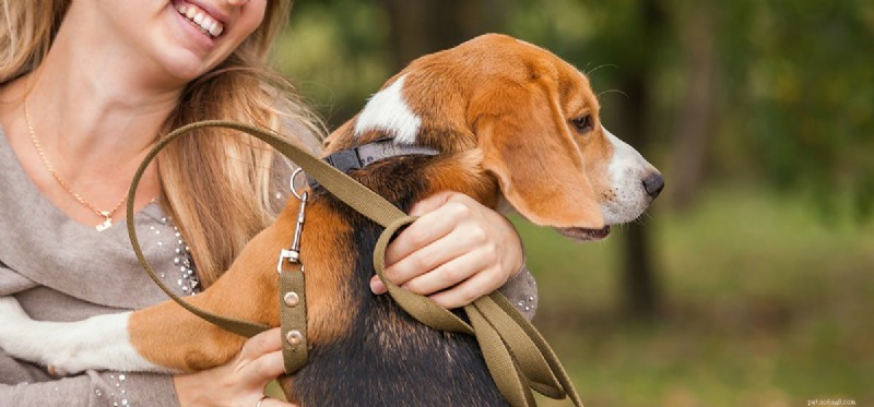 Kunnen honden een foetale hartslag horen?