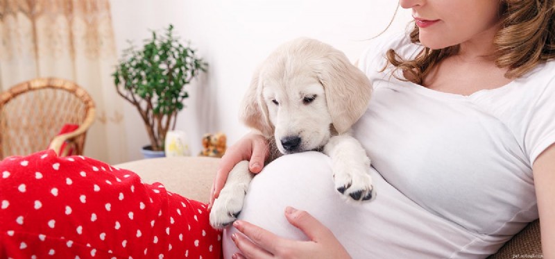 Os cães podem ouvir os batimentos cardíacos de um feto?