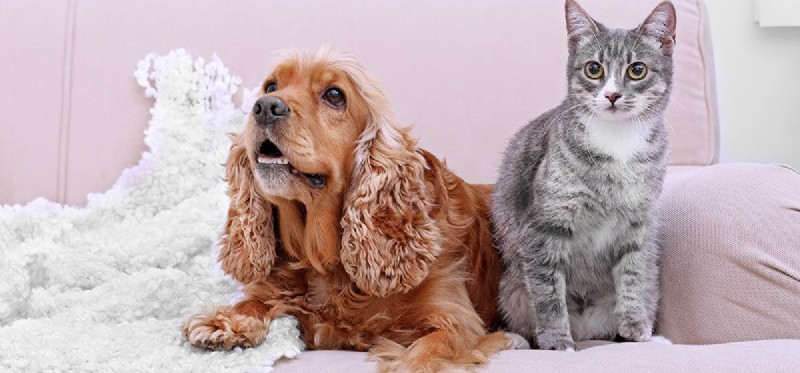 Slyší psi lépe než kočky?