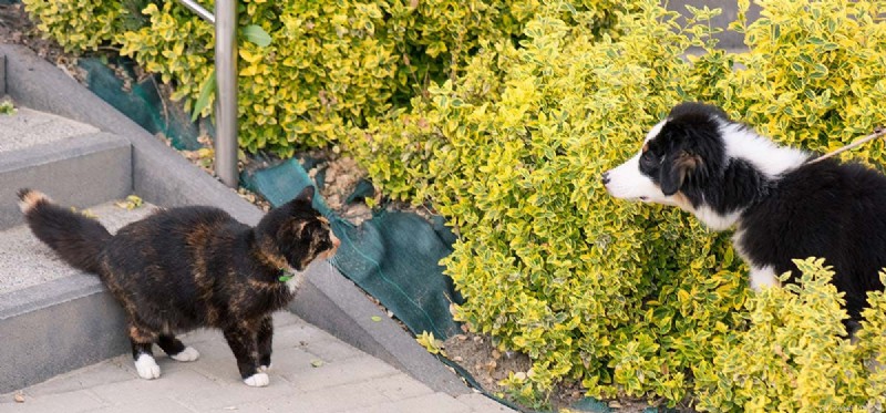 Kunnen honden CatStop horen?