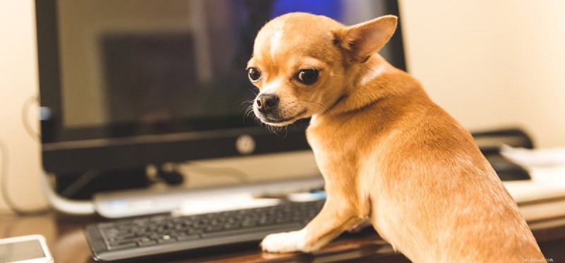개가 컴퓨터 스피커를 들을 수 있습니까?