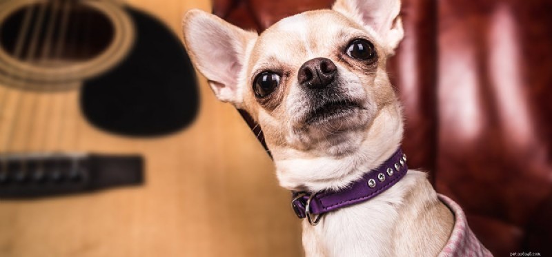 I cani possono sentire suoni acuti?
