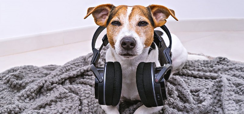 Kan hundar höra höga ljud?
