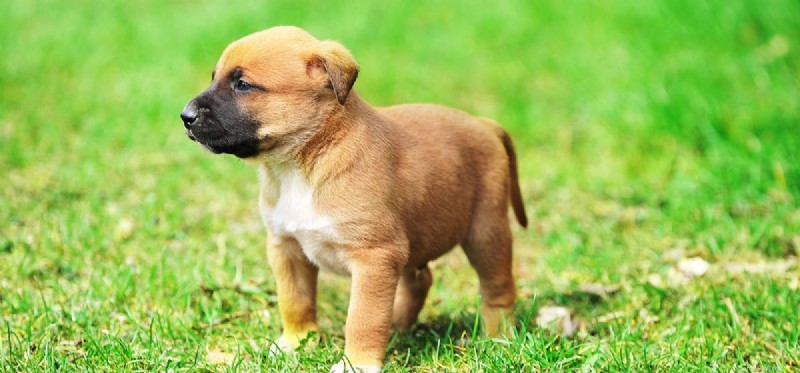 Les chiens peuvent-ils entendre les répulsifs à souris ?