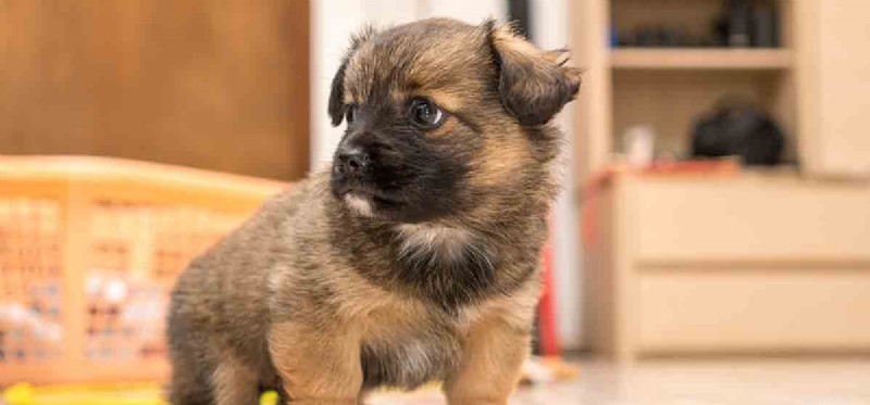 Les chiens peuvent-ils entendre les répulsifs à souris ?