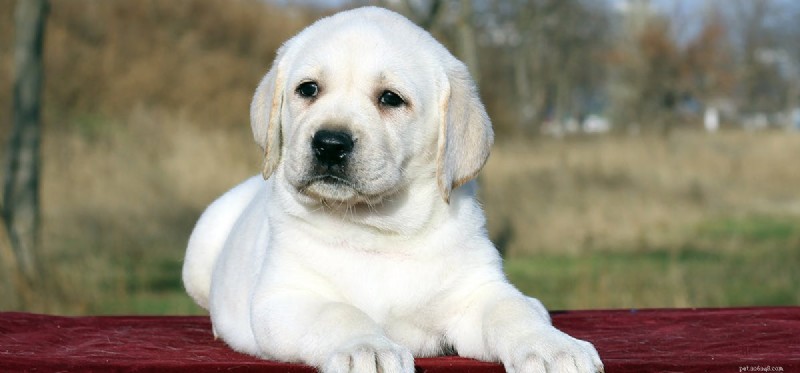 Os cães podem ouvir o sonar?