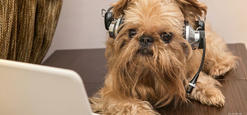 Mohou psi slyšet zvuky, které lidé neslyší?