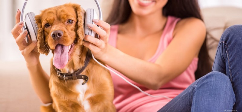 Os cães podem ouvir sons que os humanos não conseguem?