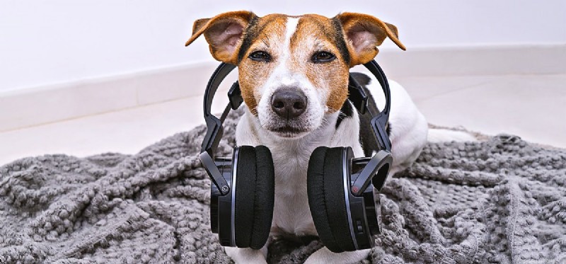 Os cães podem ouvir sons que os humanos não conseguem?