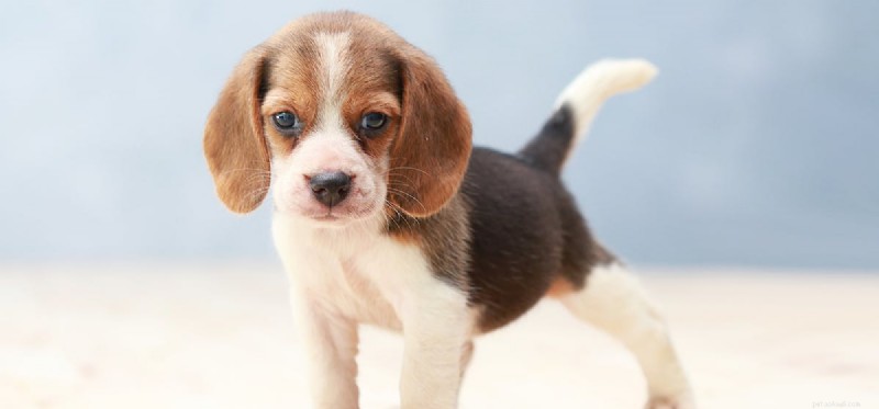 Os cães podem ouvir repelentes ultrassônicos de pragas?