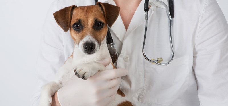 I cani possono sentire gli ultrasuoni?