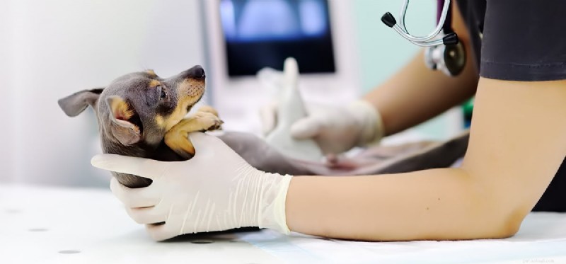 Kan hundar höra ultraljud?