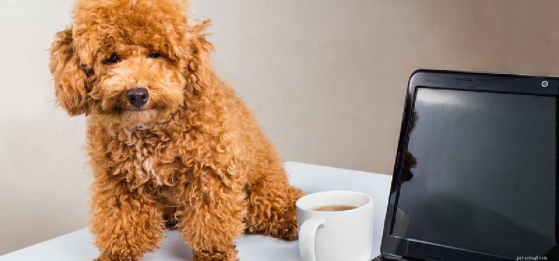 Os cães podem ouvir Wi-Fi?