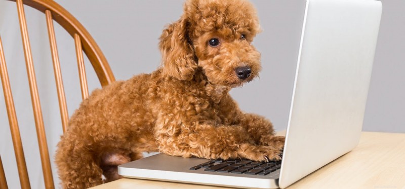 개가 Wi-Fi를 들을 수 있습니까?
