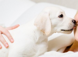 Могут ли собаки слышать ваши мысли?