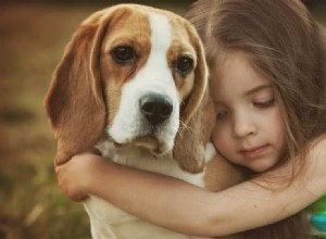 Mohou psi pomoci se smutkem?