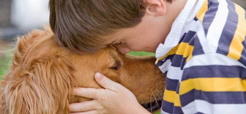 개가 슬픔을 도울 수 있습니까?