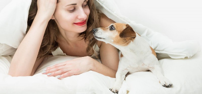 Kunnen honden helpen met geestelijke gezondheid?