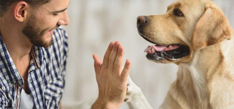Kan hundar hjälpa mot stress?